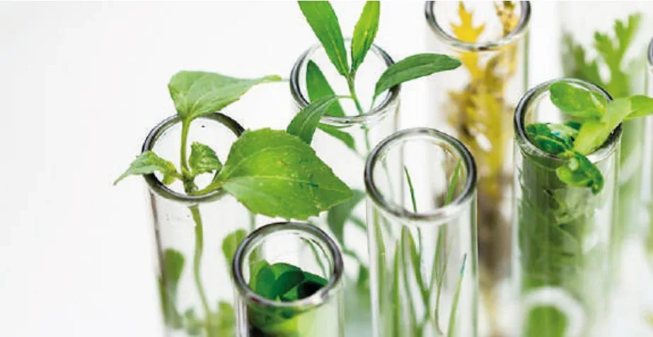 Mani guantate che lavorano campioni vegetali