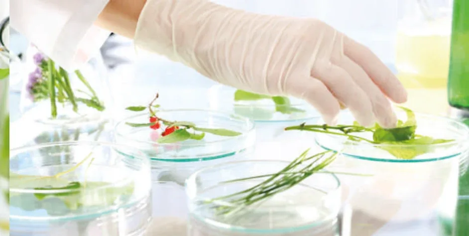 Provette con germogli verdi nel laboratorio Cosmabil