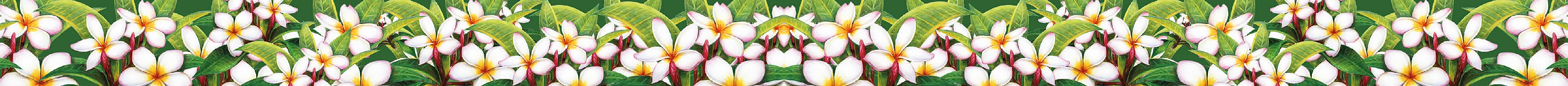 Illustrazione botanica della collezione Legno di Cedro e Frangipani